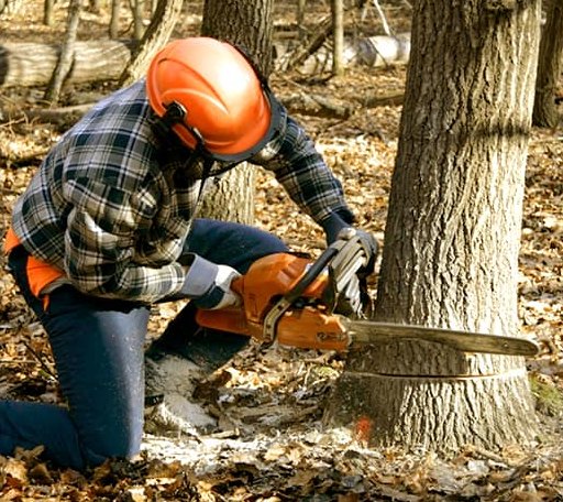 Tree Removal in Belfry, MT